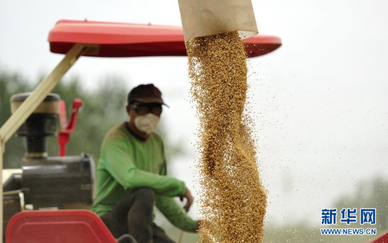 6月21日，河北省河间市景和镇丰尔庄村农民在麦田收获小麦。 时下，河北省各地农民抓住有利时机，在抢收小麦的同时播种玉米，确保不误农时。 新华社记者 朱旭东 摄