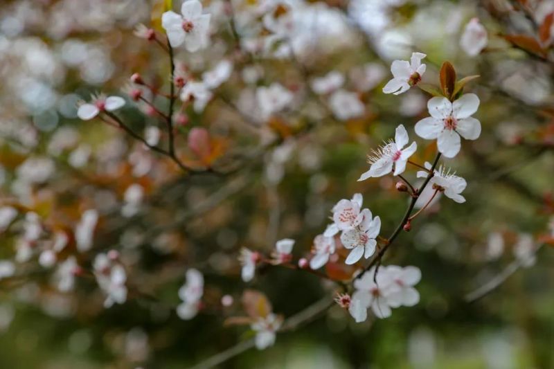 鐵山坪森林公園 曹檢 攝