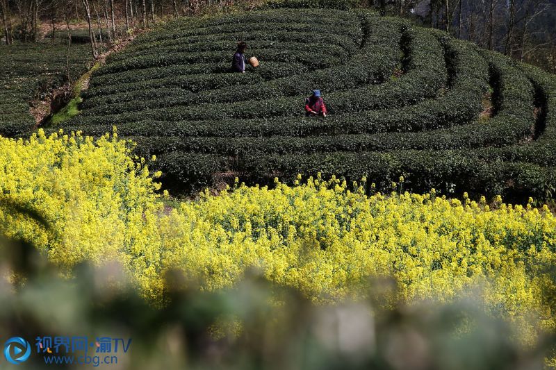 连日来，随着气温回升，春花渐开，重庆市黔江区石会镇的2000多亩绿茶吐出嫩芽，村民在油菜花、李子花掩映的茶园里采摘芽茶，供应市场，实现增收。