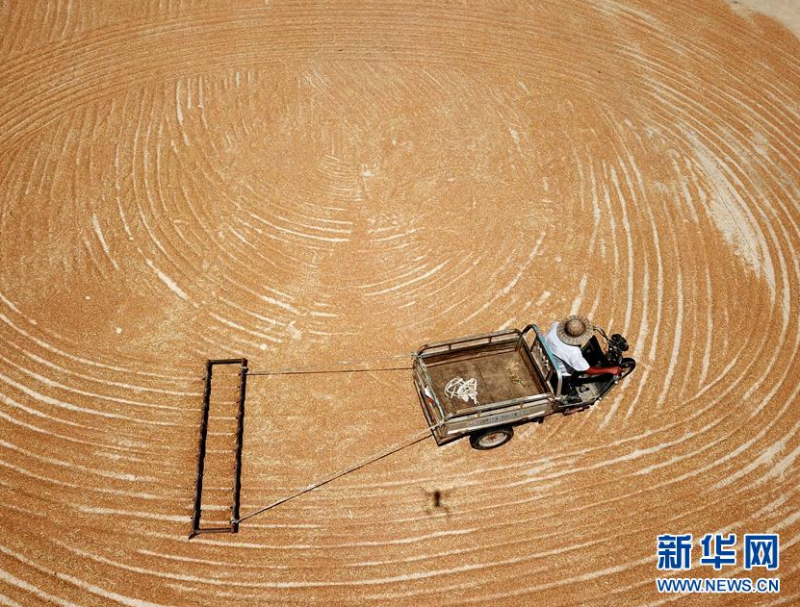 6月11日，在江苏省连云港市赣榆区城西镇曲坊村，村民在晾晒收获的小麦（无人机照片）。 当地农民抓住晴好天气，加紧收割和晾晒小麦，确保颗粒归仓。 新华社发（耿玉和 摄）