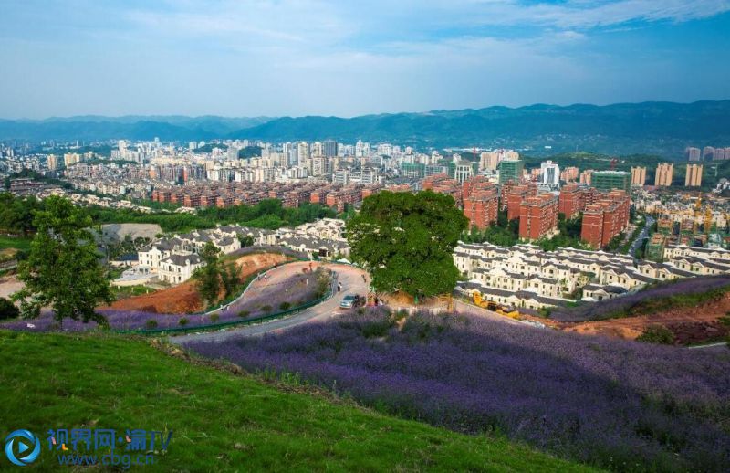 5月23日，北碚自然世界公園的柳葉馬鞭草進(jìn)入盛花期，吸引不少市民前來賞花游玩。（攝影：秦廷富）