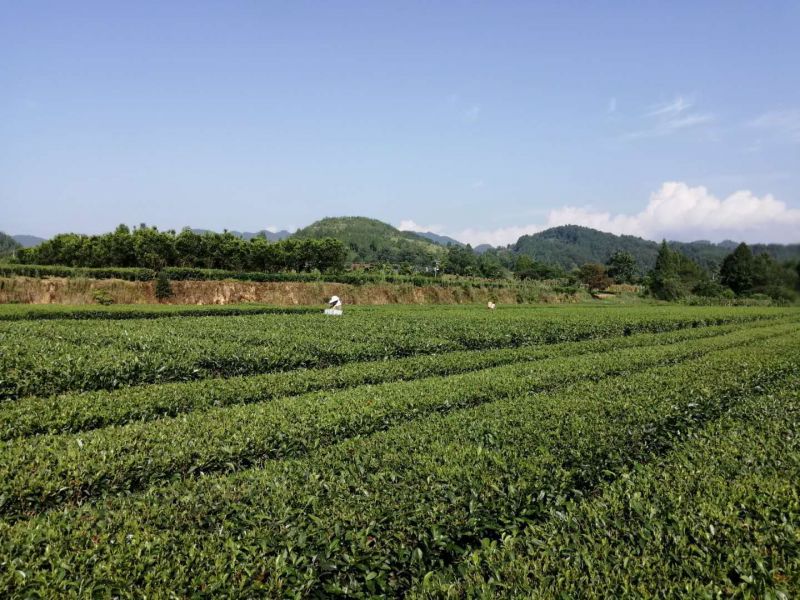 秀山縣峨溶鎮(zhèn)大坪茶葉基地采茶。（楊坤/攝）