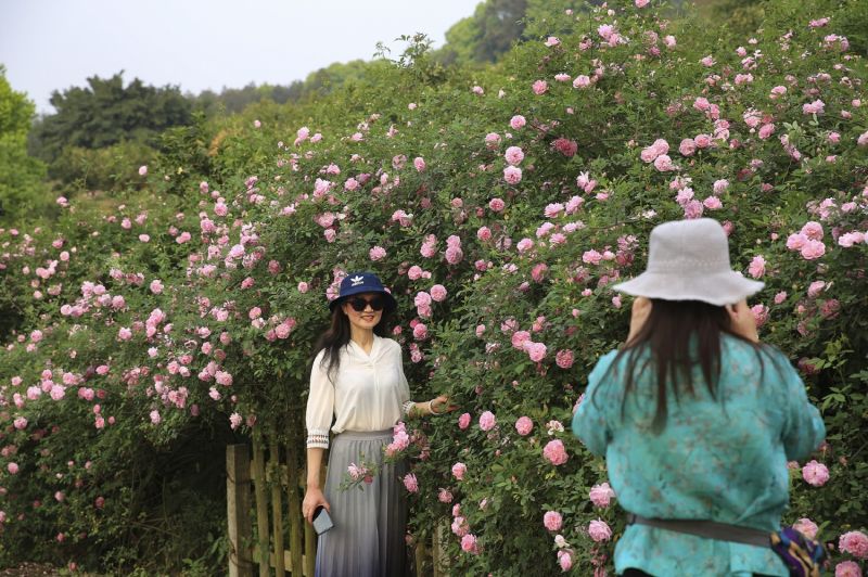 3月26日，游客在重慶市北碚區(qū)金果園景區(qū)內(nèi)的薔薇花墻前拍照留念。