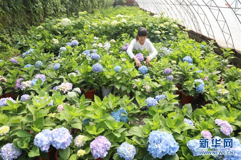5月31日，唐山市丰润区泉河头镇东孝义村农民在大棚内打理花卉。 新华社记者 牟宇 摄