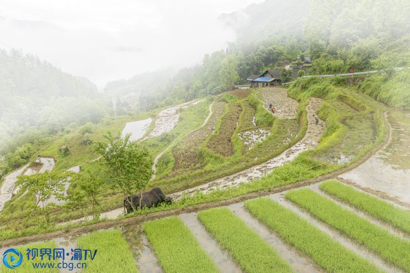 農(nóng)民一手執(zhí)鞭，一手牽牛，鏗鏘有力地前行在水田間，一幅春耕圖躍然紙上。 周健 攝