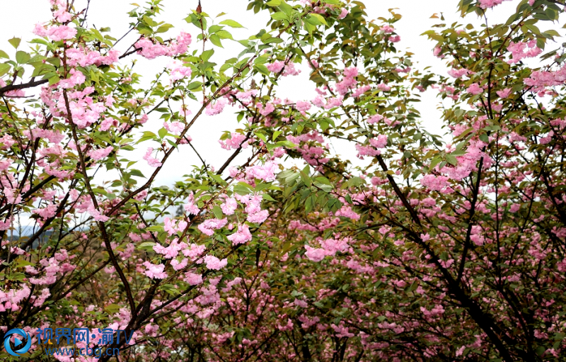 巴南乌皮樱桃基地樱花图片