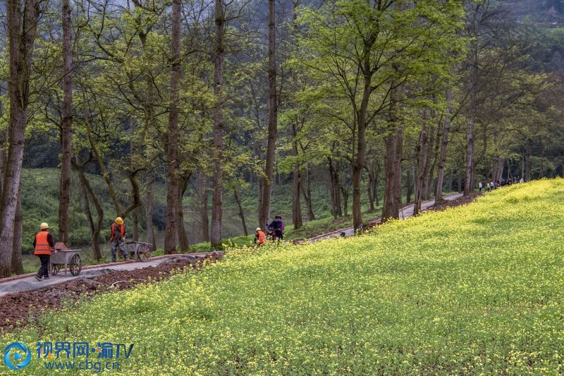 3月15日，園林綠化工人在北碚區(qū)磨灘濕地公園修建湖畔人行道。