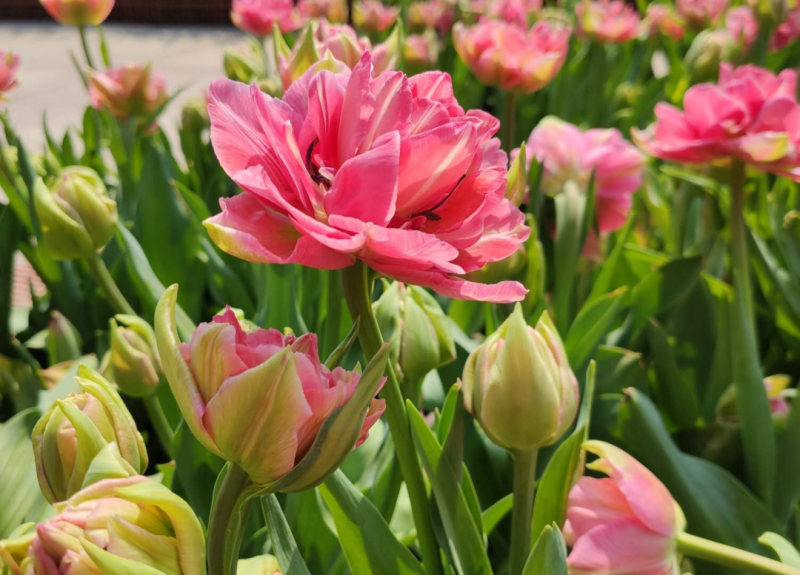 中文名：“阿韋龍”郁金香 英文名：Tulipa 'Aveyron' 分群：重瓣晚花群 特點(diǎn)：花瓣較多，呈芍藥、牡丹花花型