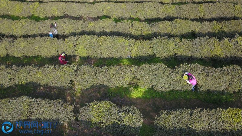 茶農(nóng)在采摘春茶。