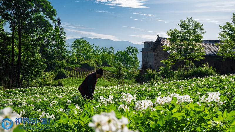 村民正在除草。黃祖滿 攝