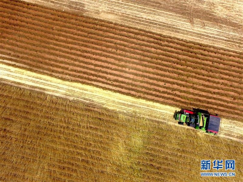 　　5月29日，山东省临沂市平邑县薄板沟村农民驾驶农机在田间收获小麦（无人机照片）。 新华社发（武纪全 摄）