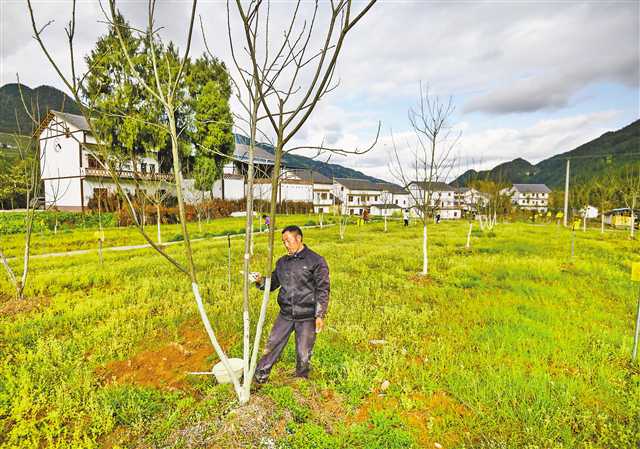 四月二日，奉节县平安乡文昌村，村民们正在为山核桃树进行防虫护理。记者 郑宇 摄