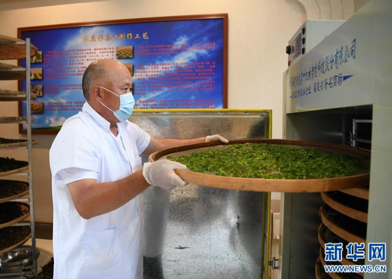 6月17日，河北省滦州市长青红豆杉种植基地的员工将采摘的红豆杉叶放入烘干机内，准备制茶。新华社记者 牟宇 摄