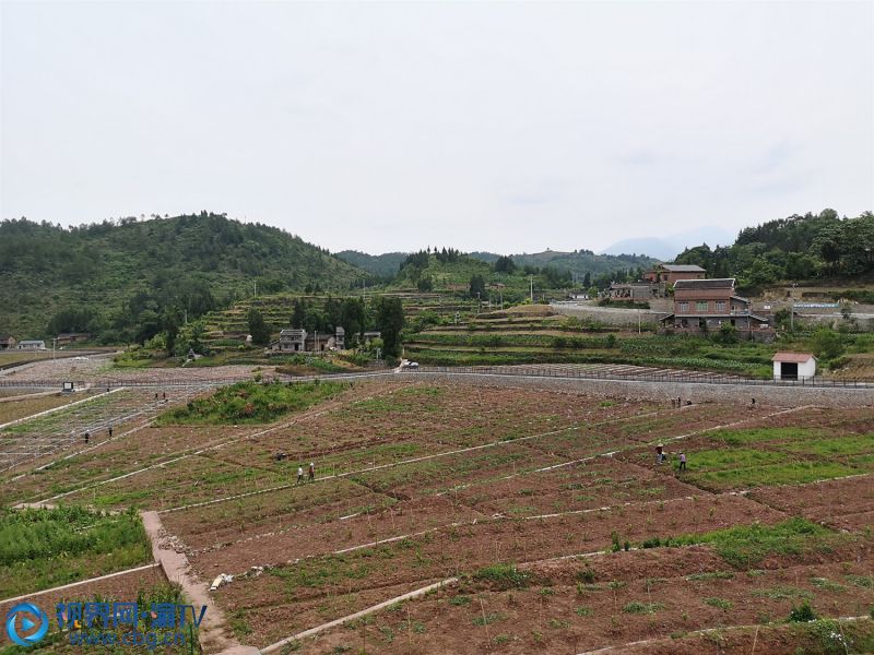 雙龍鎮(zhèn)安坪村葡萄基地。 章容 攝