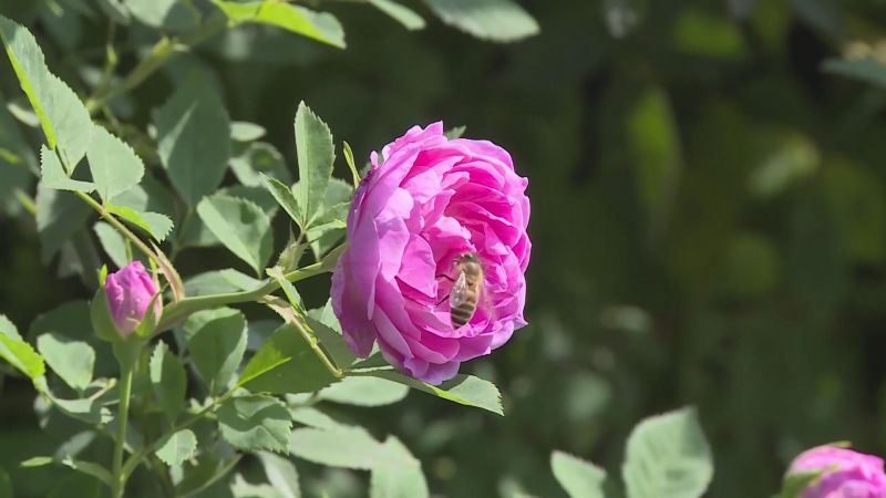 北碚區(qū)金果園景區(qū)內(nèi)，艷麗的薔薇花綻放枝頭，形成美麗的花墻。據(jù)悉，園內(nèi)薔薇花花期將持續(xù)到4月底。