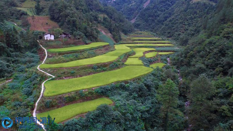 這里道路崎嶇，山巒疊嶂，卻滿眼都是梯田。那一座座如碧浪狂濤的山巒，從山腳到山頂，一層層、一塊塊、一條條、一磴磴，都是城口人民的辛勞成果。 陳長 攝