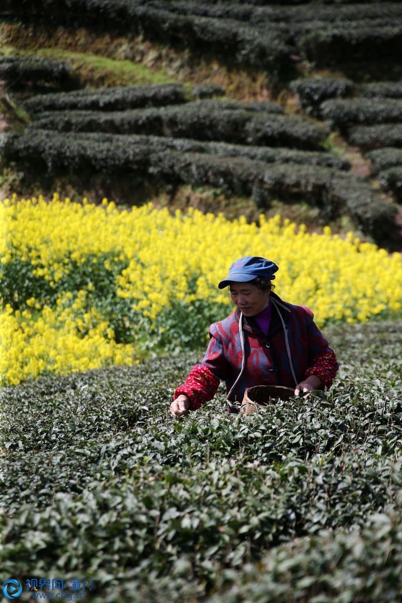 3月17日，重庆市黔江区石会镇工农村村民在油菜花掩映的茶园里采茶。