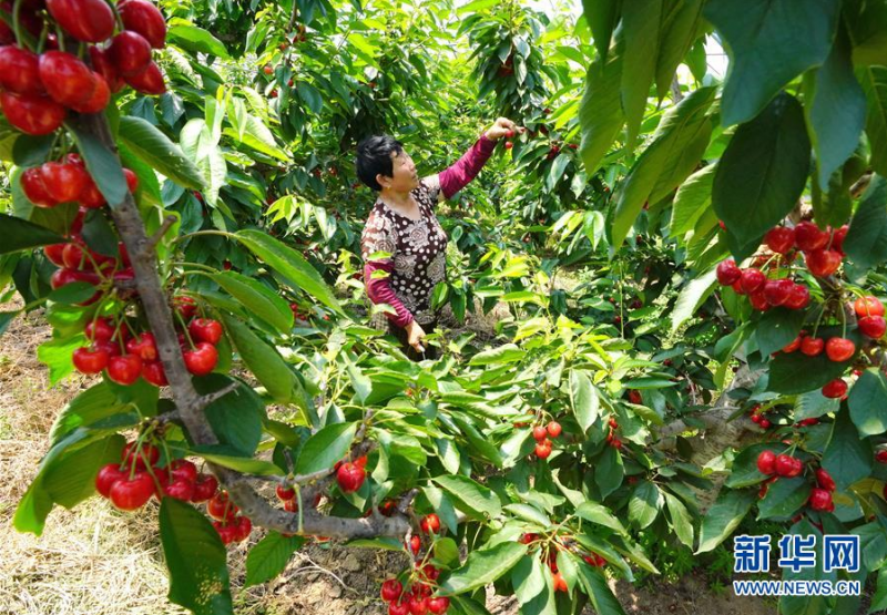 6月6日，果农在滦南县倴城镇一家大樱桃种植合作社的生产基地采摘大樱桃。 近年来，河北省唐山市滦南县倴城镇引导农民通过“合作社+农户”的模式，发展高品质大樱桃种植，促进农民增收。据介绍，目前该镇大樱桃种植面积达到1200余亩。 新华社记者 杨世尧 摄