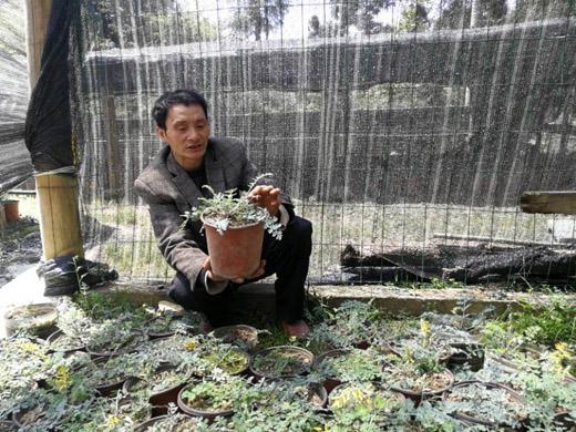 龐順兵在管理種植的藥材。（攝影 ：劉敏）