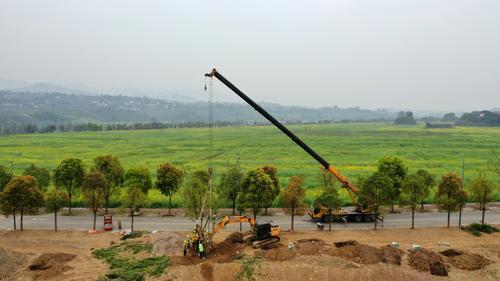 广阳岛环境生态修复施工现场，施工团队正在进行植树作业