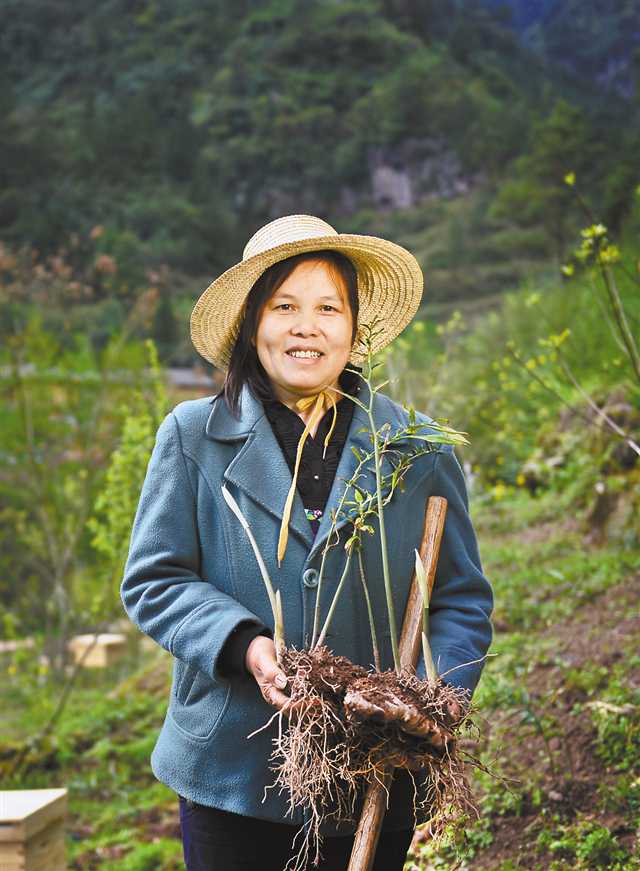 張喜香 中益鄉(xiāng)華溪村黃精種植戶    “我家種了五六畝黃精，這些苗子目前長(zhǎng)勢(shì)不錯(cuò)。憑借自己的一雙手，我想我的生活會(huì)越來(lái)越好?！?></p>
<p>張喜香 中益鄉(xiāng)華溪村黃精種植戶</p>
<p>“我家種了五六畝黃精，這些苗子目前長(zhǎng)勢(shì)不錯(cuò)。憑借自己的一雙手，我想我的生活會(huì)越來(lái)越好?！?/p>
<p style=