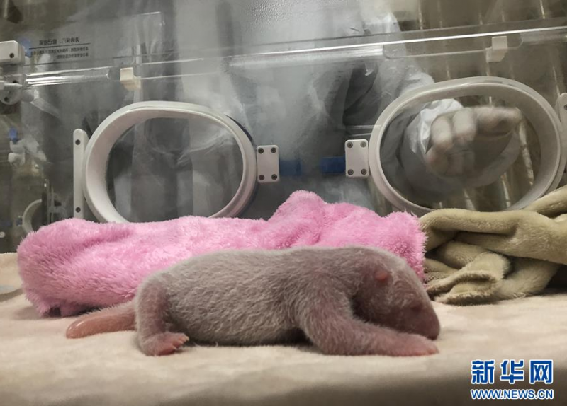 在成都大熊猫繁育研究基地拍摄的大熊猫“艾莉”的幼仔,这是该基地有记录以来初生体重最重的大熊猫幼仔(6月5日摄)。 6月5日,成都大熊猫繁育研究基地的大熊猫“园润”和“艾莉”各自诞下一只雌性大熊猫幼仔,其中,“艾莉”产下的雌性大熊猫幼仔体重达到了219克,是熊猫基地有记录以来初生体重最重的一只大熊猫幼仔。 新华社发(成都大熊猫繁育研究基地供图)