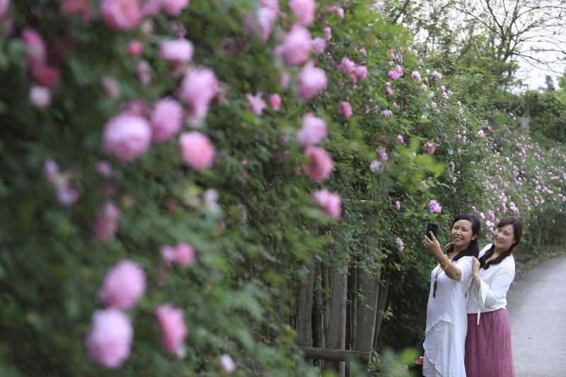 3月26日，游客在重慶市北碚區(qū)金果園景區(qū)欣賞盛開的薔薇花。