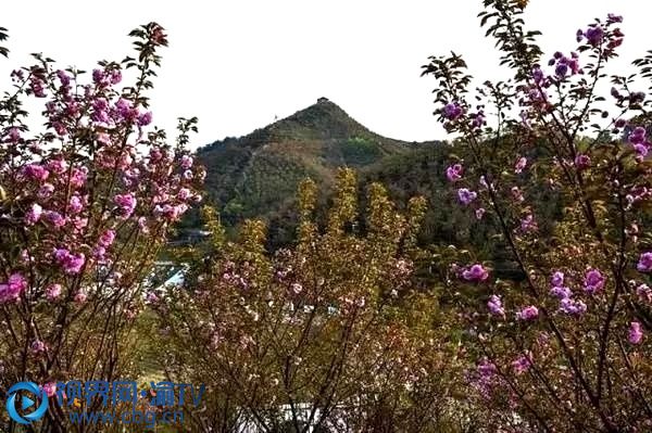 遠山之中的花谷，靜謐悠遠。