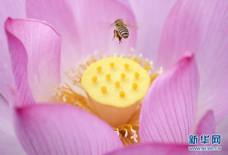 6月12日，在浙江省丽水市景宁畲族自治县景宁中学惠明桥畔，一只蜜蜂在荷花上采蜜。 新华社发（李肃人 摄）