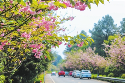 3月25日，市民自駕到鐵山坪森林公園賞花