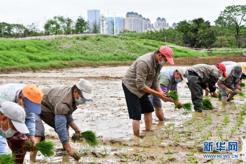 　　海珠湿地员工在稻田劳作（3月30日摄）。海珠湿地有一片10亩稻田，市民可来此体验农耕文化，今年受疫情影响，市民无法亲身体验插秧，这项工作便由湿地员工完成。稻田生态系统为海珠湿地的各类动物营造了栖息地，创造出良好的生态效益。  新华社记者刘大伟摄