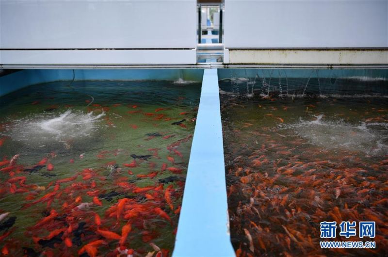 在天津现代晨辉科技集团有限公司的养殖示范场内拍摄的鱼池一角(6月15日摄)。 近年来,天津市宝坻区大白庄镇大力发展观赏鱼养殖,在当地龙头企业的带动下,成为增加农民收入的新途径。据了解,企业对附近养殖户统一提供苗种、饲料、技术支持,以及观赏鱼成鱼后保价回收的服务。养殖户每亩水面平均收入约1.8万元,解决周边农民就业近200人。 新华社记者 李然 摄