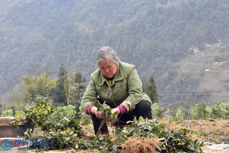 眼下正是茶葉種植的好時(shí)節(jié)。在雞鳴鄉(xiāng)金巖村，不少茶農(nóng)正在地里進(jìn)行松土、清溝，種植茶苗。（記者 王小玉 攝）