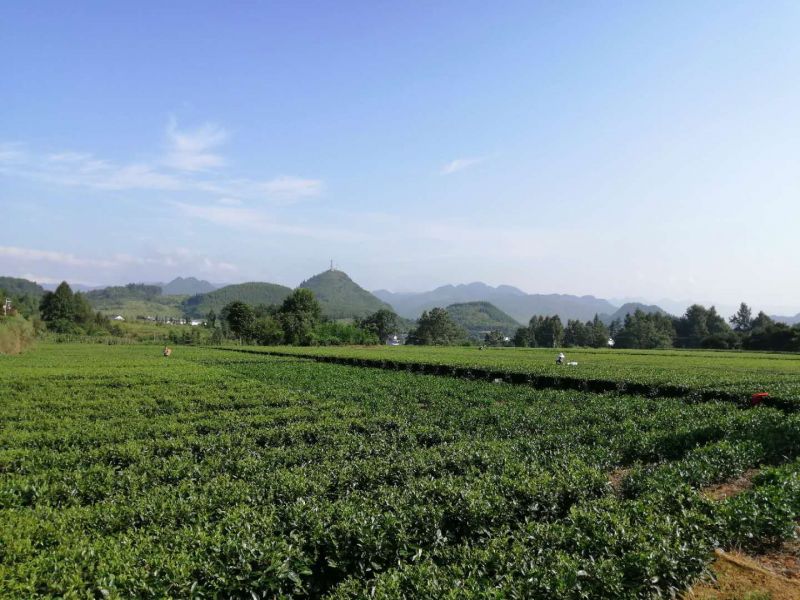 秀山縣峨溶鎮(zhèn)大坪茶葉基地采茶。（楊坤/攝）