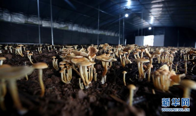 　　这是在湖南省沅江市胭脂湖村的简易大棚内拍摄的芦菇（2月27日摄）。新华社发（廖文 摄）