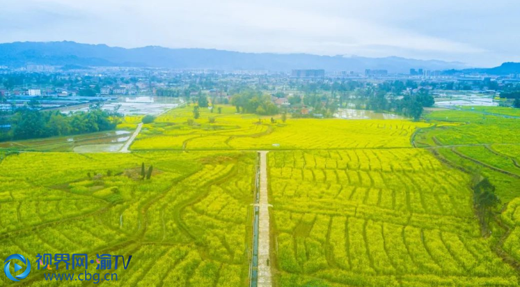 梁平區(qū)雙桂田園·萬石耕春景區(qū)的油菜花競相開放，為大地鋪上一層金黃的地毯。