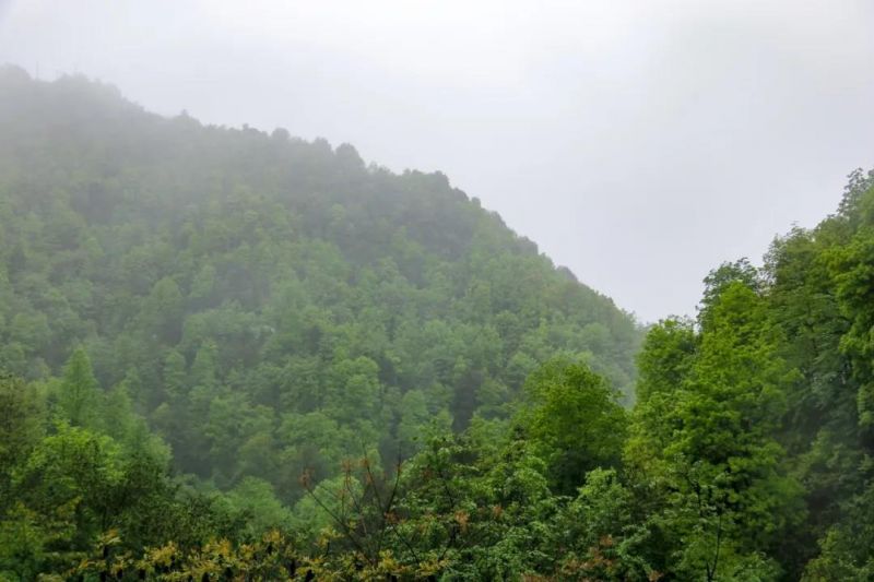 青煙裊裊的山林