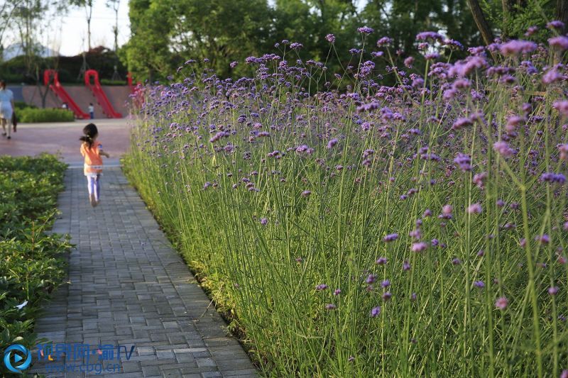 一名儿童在北碚区飞马李子坡公园的花海穿梭。（摄影：秦廷富）