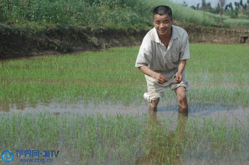 圖為4月13日，龍集鎮(zhèn)抱房村3社村民正在田里栽插水稻秧苗。