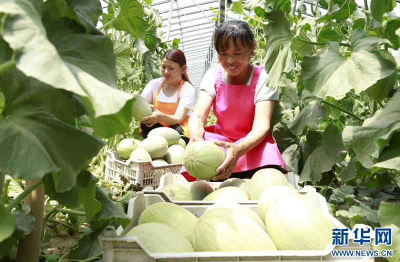 6月14日,果农在河北省广宗县南寺郭村果园里采摘哈密瓜。 近年来,河北省广宗县大力发展特色农产品种植,形成育苗、栽培、销售为一体的农业产业链,助农增收。 新华社发(张驰 摄)