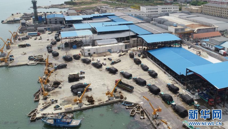 6月5日，在山东省荣成市寻山集团码头，满载海带的车辆排起了长龙（无人机照片）。新华社发（王福东 摄）