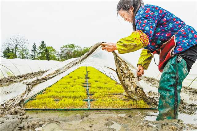   堰壩村村民正在查看育苗情況。通訊員 羅輯 攝