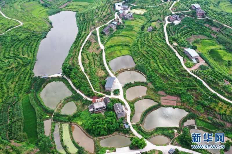 　　这是6月7日拍摄的临江镇福德村景象（无人机照片）。 时下，重庆市开州区临江镇福德村一带生机盎然，秀美如画。近年来，福德村深入开展“资源变股权、资金变股金、农民变股民”三项改革，大力发展柑橘、优质再生稻等特色产业，取得了经济和生态效益双丰收。 新华社记者 王全超 摄