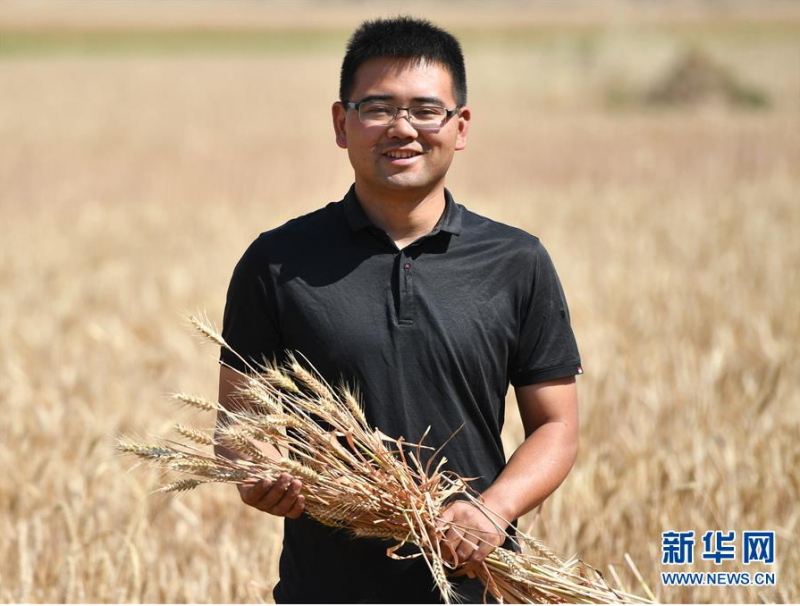 　　王连杰在展示成熟的小麦（5月27日摄）。　　<p>时下，河南省郸城县东风乡前于洼村麦浪滚滚，一片金黄。村民们对于顺利收获胸有成竹，因为村里来了位年轻的“麦客”——王连杰。 今年31岁的王连杰已经从事农机行业5年，他的父亲是改革开放后第一批农机手，从小王连杰就跟着父亲走南闯北跨区作业。2015年，在父亲的影响下，他决定回到家乡建立自己的农机合作社。 “初入农机行业时，同行都是我父辈年纪的人，我去谈生意拉订单的时候，人家都不信任我，觉得我还是个娃娃。”王连杰说。 凭借着年轻人的一股子闯劲，王连杰的合作社现已初具规模，在省内省外也打开了市场。他组建起的“麦客”团队平均年龄只有20多岁，拥有二三十台农机。“我现在就想吸引有知识懂机械而且愿意回乡扎根的年轻人加入，只要肯干，不比打工赚得少。”王连杰说。 “以前的农机比较落后，一天最多收割三五十亩地，而且作业条件非常艰苦。”王连杰回忆到。今年，王连杰的农机合作社引进了两台先进的智能化收割机。“视频监控、GPS、自动空调什么都有，而且是集成化操作，就和咱们开自动挡汽车一样方便。” 下一步，随着麦收结束，王连杰会带领团队开始玉米播种作业，合作社新引进的无人驾驶拖拉机也会投入使用。 机器轰鸣声中，新一代农机人正在见证中原农田的悄然变化。</p>　　新华社记者 李嘉南 摄