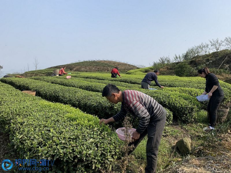 采茶工人正在采收新茶。1