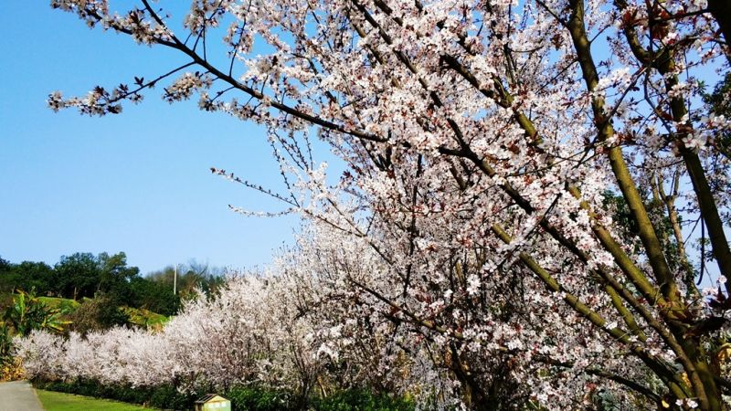 春色滿園關(guān)不住，梨花、李花，爭(zhēng)芳斗艷。