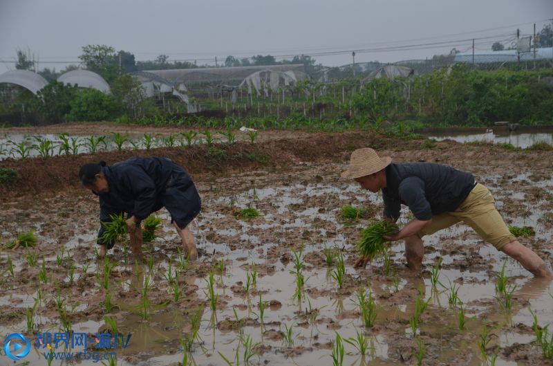 圖為4月13日，龍集鎮(zhèn)抱房村3社村民正在田里栽插水稻秧苗。