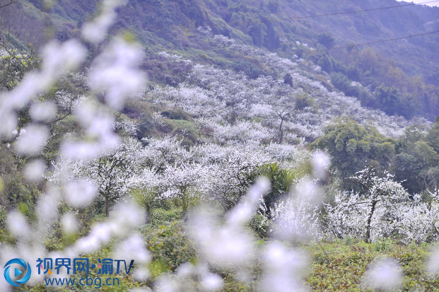 雪花世界。 賀寶勝  攝賞花是杜市鎮(zhèn)太公山的一大“盛事”，每年此時，熙熙攘攘，上千畝李花下人頭攢動。今年趕上疫情，大家都不能出門，習(xí)慣了喧囂的李花，卻不以無人而不芳，在春風(fēng)中與辛勤的農(nóng)民、玩耍的兒童，構(gòu)成了一幅幅春意盎然、生機勃勃的春耕畫卷……