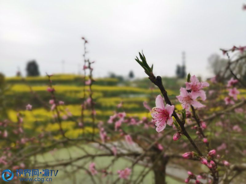 石黃鎮(zhèn)金星社區(qū)居民家窗外桃花、油菜花爭(zhēng)相綻放