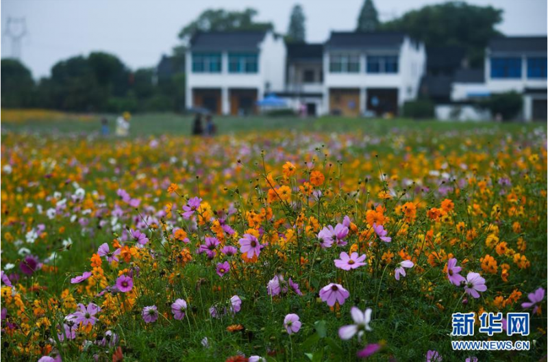 5月31日，游客在游览石淙花海。新华社记者 徐昱 摄